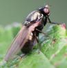 Calliopum sp.